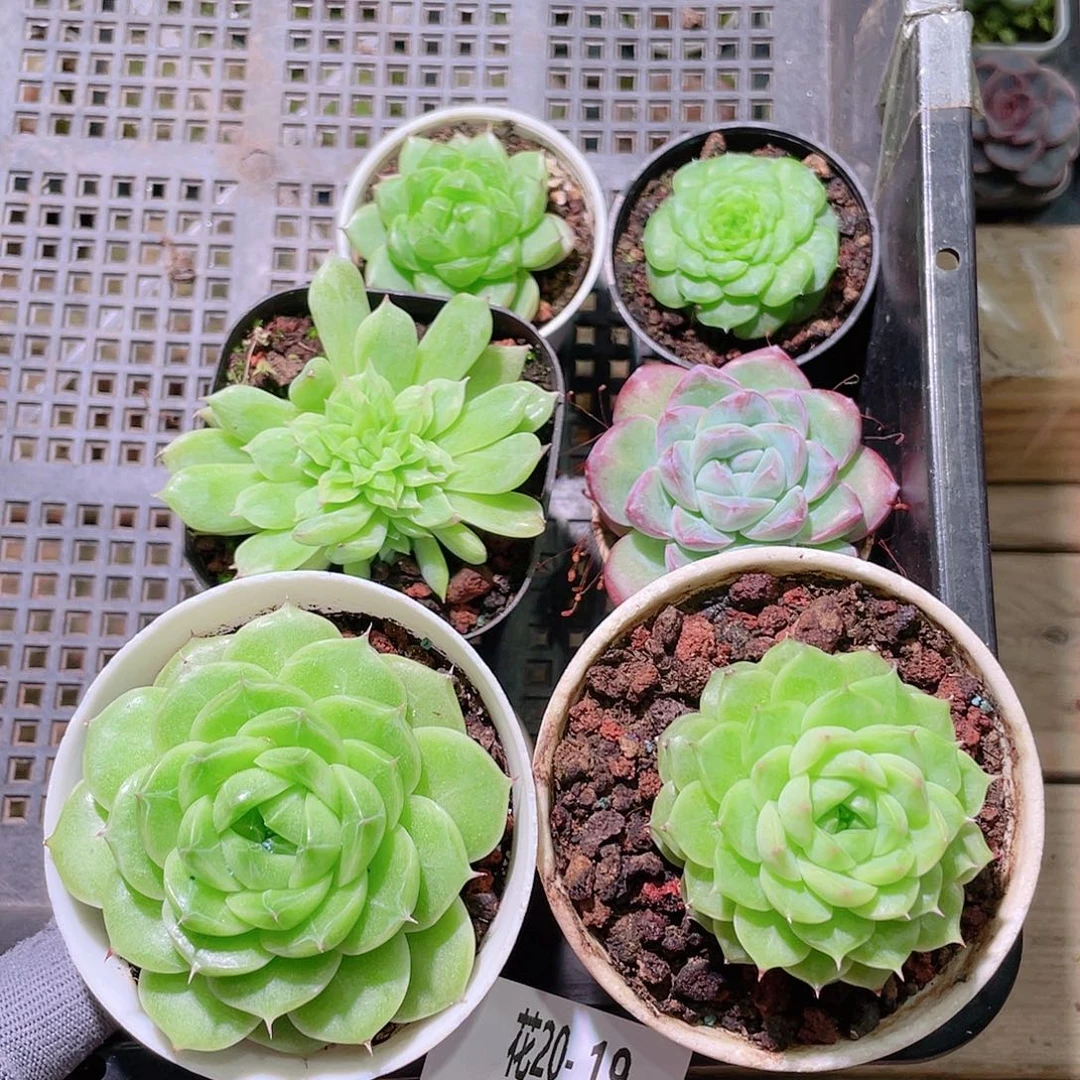 花利美20-19框拍6颗