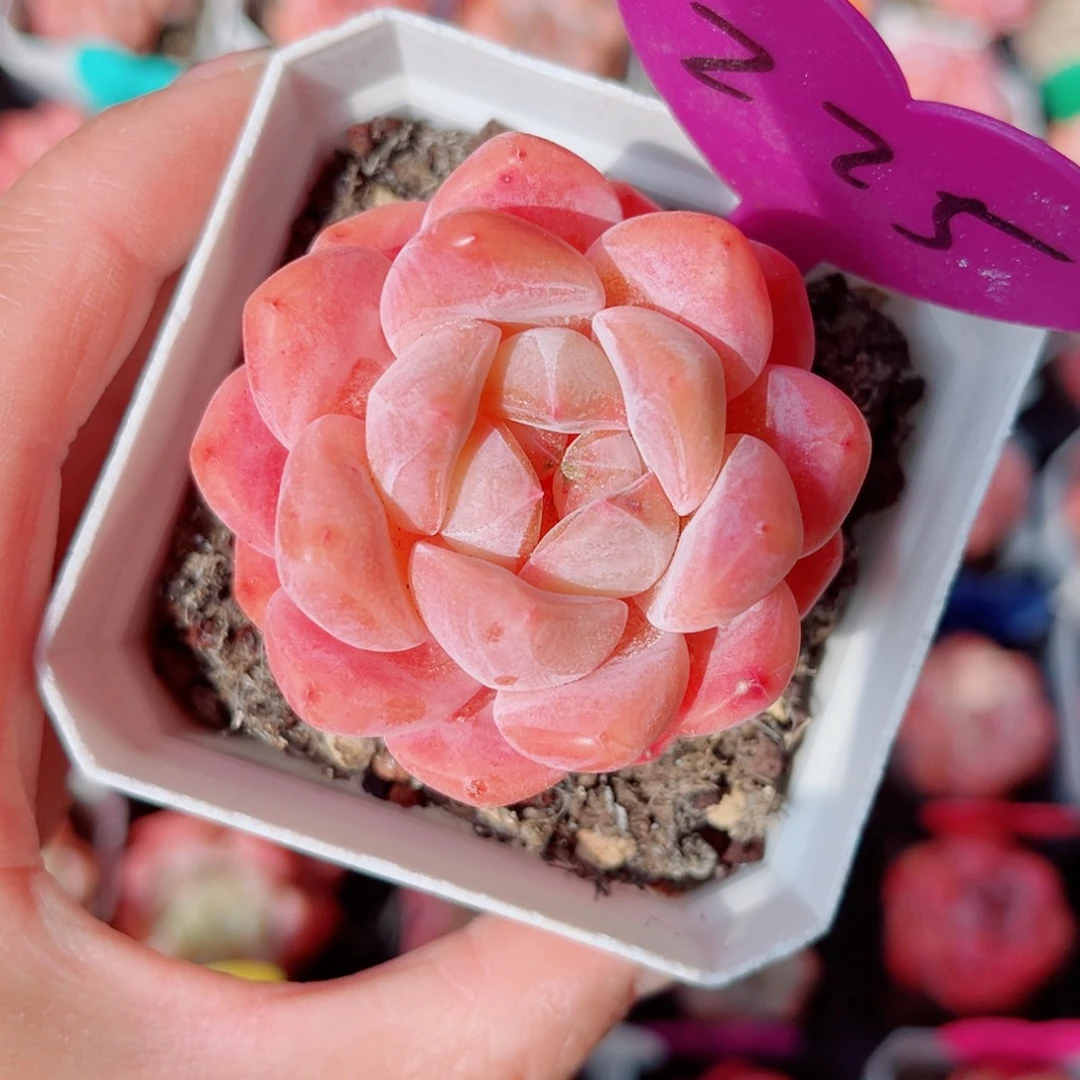 225号小老桩糖心单头