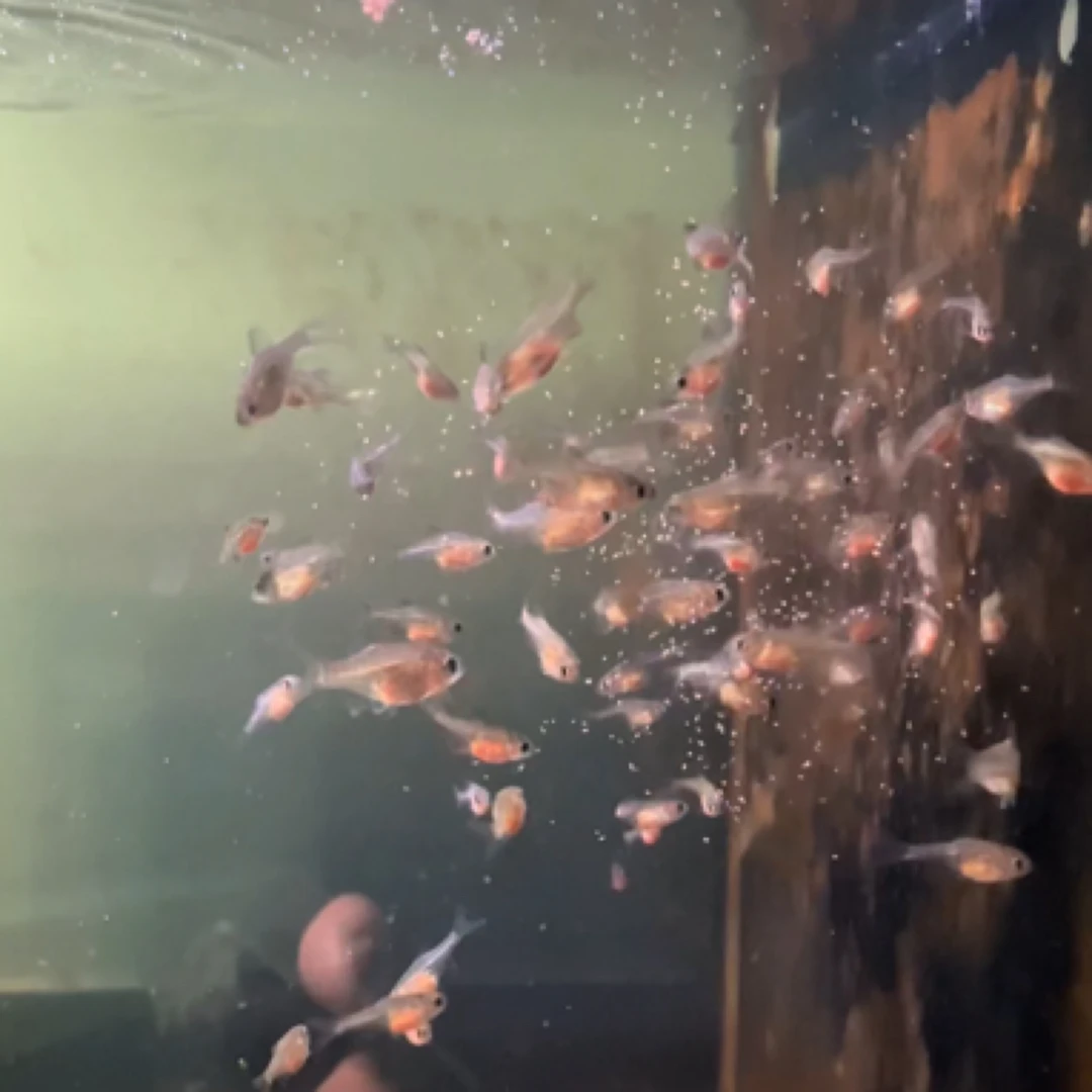 球体包尾新流鱼漳州齐人工繁殖子代苗子