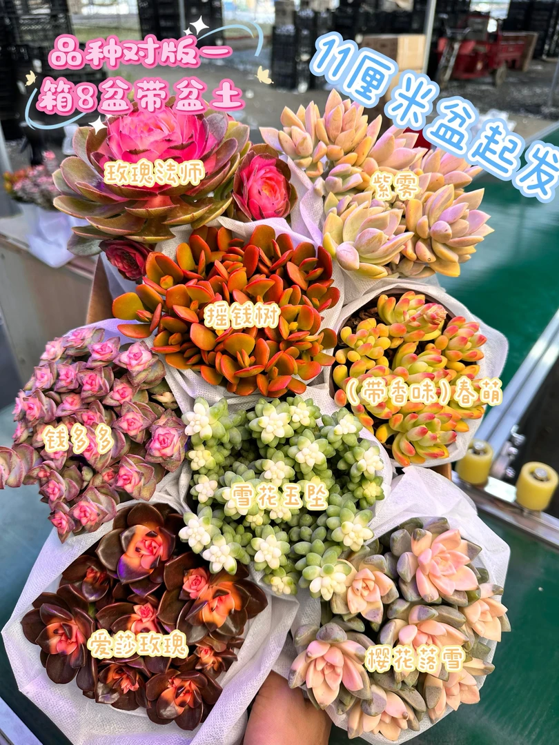 11厘米盆起发一箱8大盆带盆土栽好种好吸甲醛防辐射盆栽绿植玫瑰