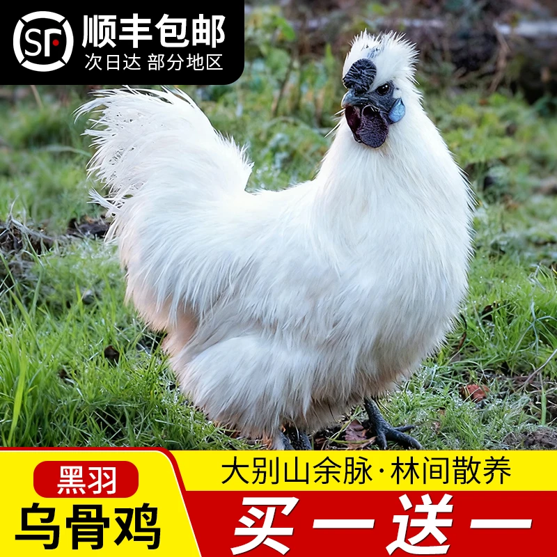 （顺丰包邮）正宗山林散养乌鸡汤味鲜美整只处理肉质鲜嫩