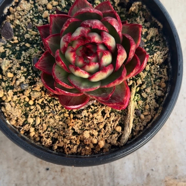 花***夏多肉植物半夏发货11111