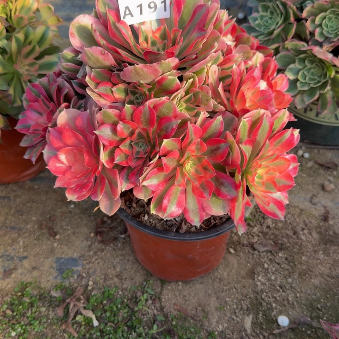 191女巫。多肉植物