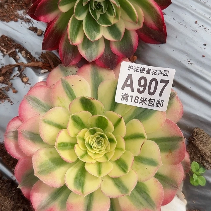 多肉法师淘宝福利