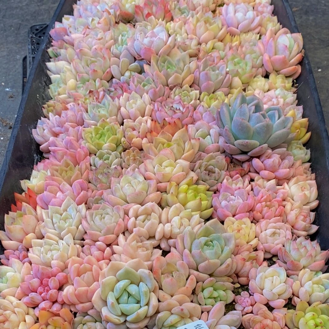 楠**园421多肉植物保护研究所所长