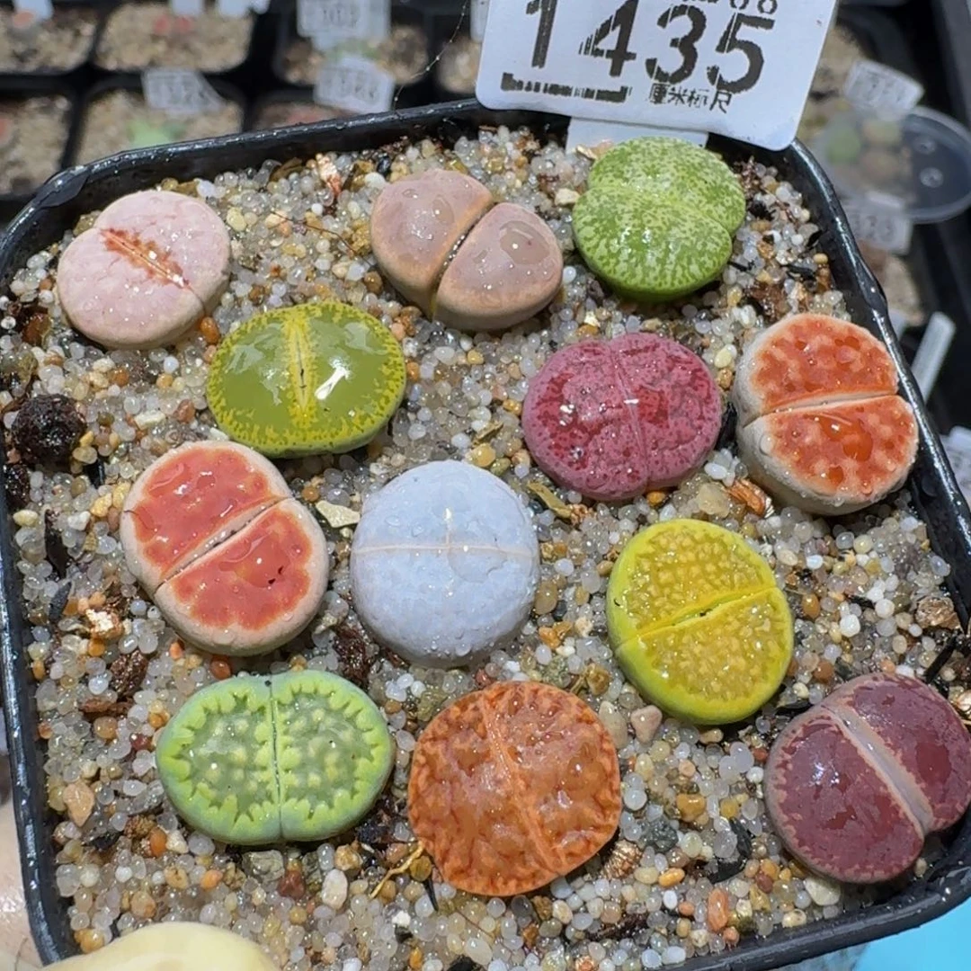 Zzzz生石花肉锥1435