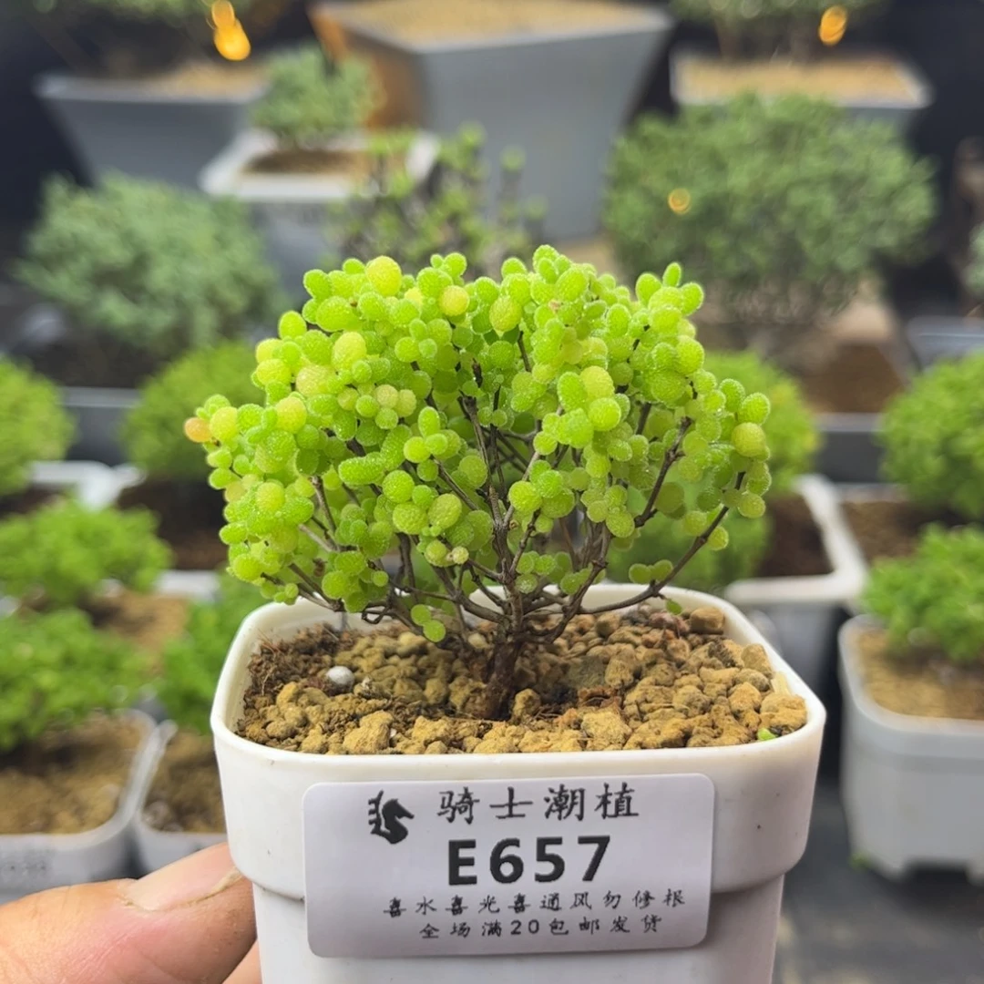 657蜜橘糖球枝干番杏