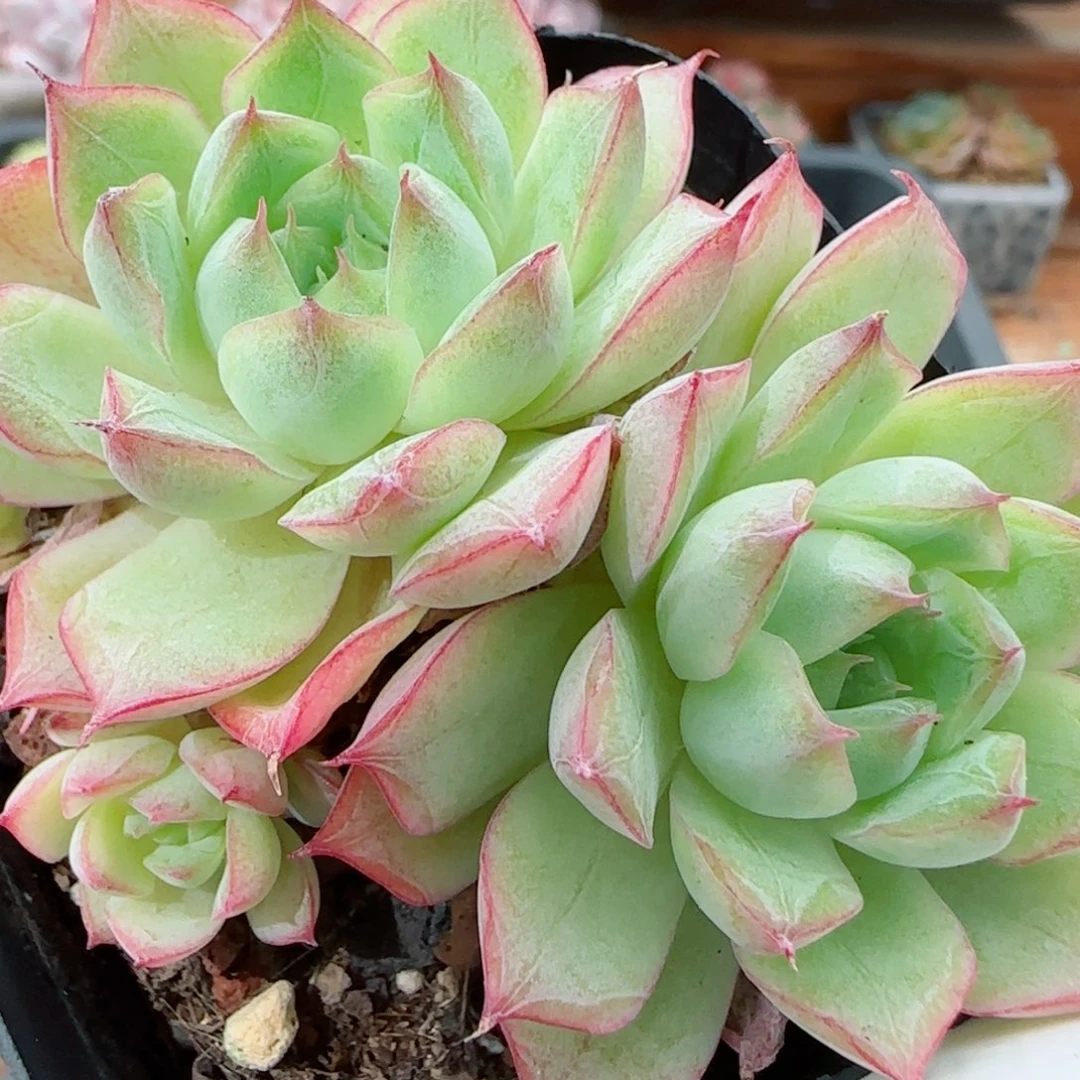 花语逸镜0922-270女王