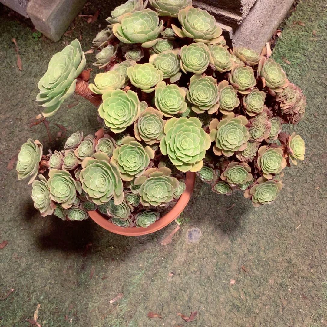 万缀朵朵，多肉植物