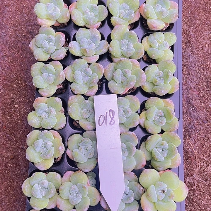 28颗018大单头奶油冰玉！