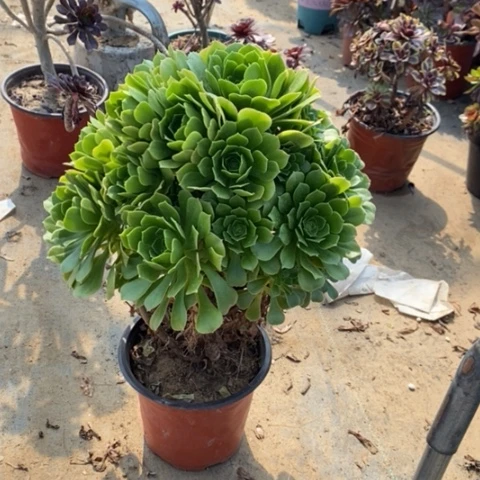 绿羊绒31多肉植物法师