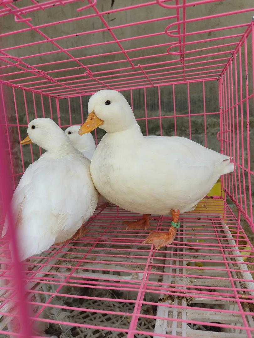 柯尔鸭网红鸭
