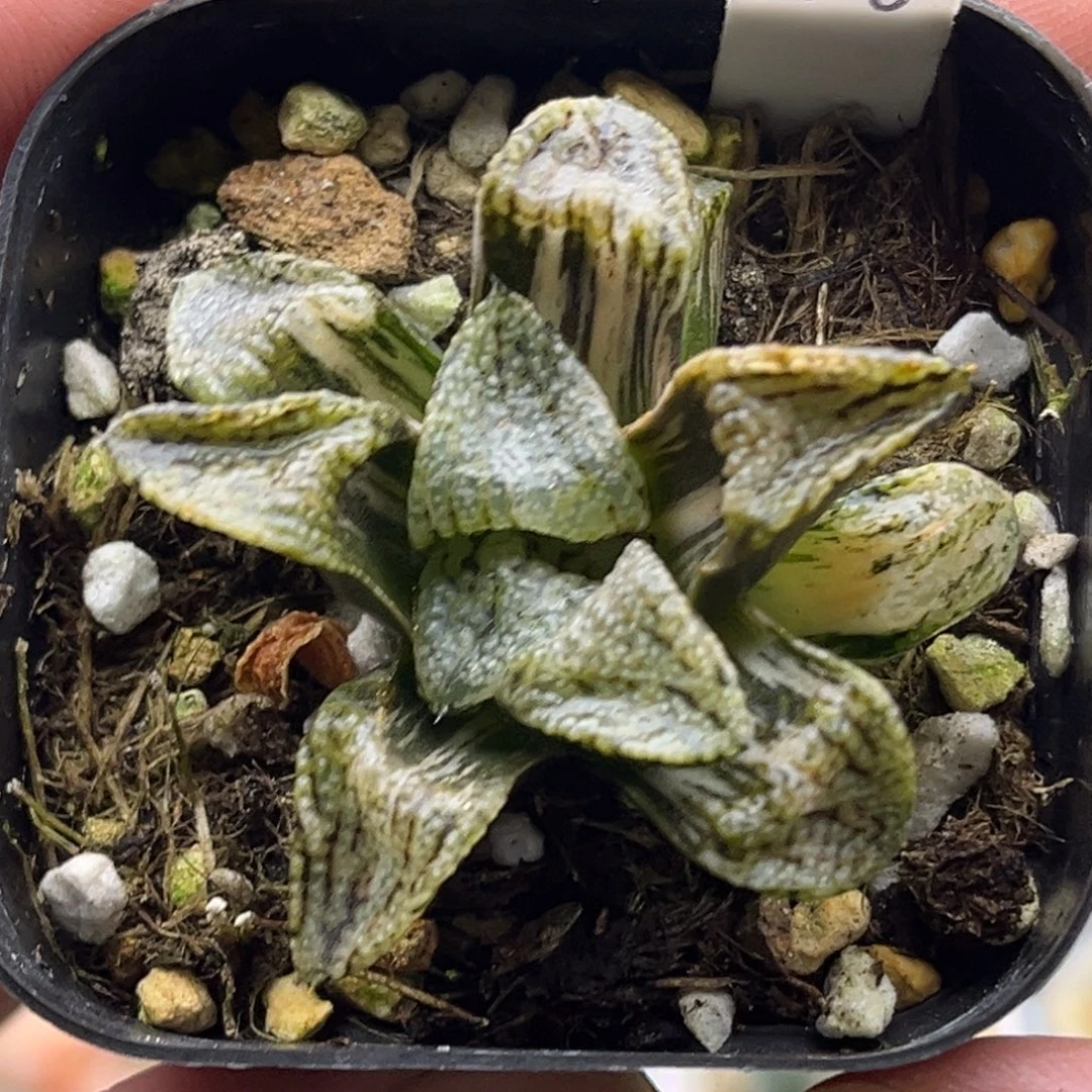 16白银锦头家多肉十二卷