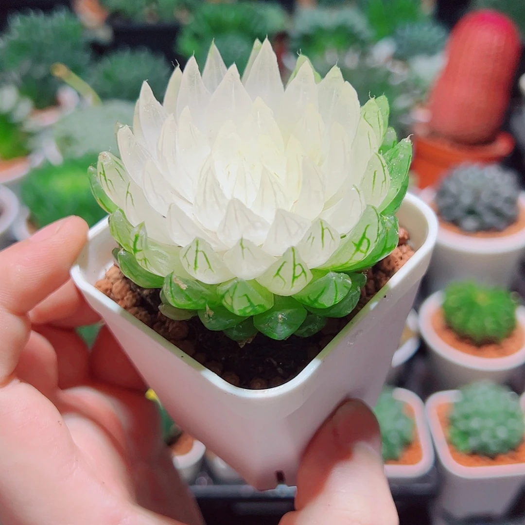 白莲花小白盆多肉多肉