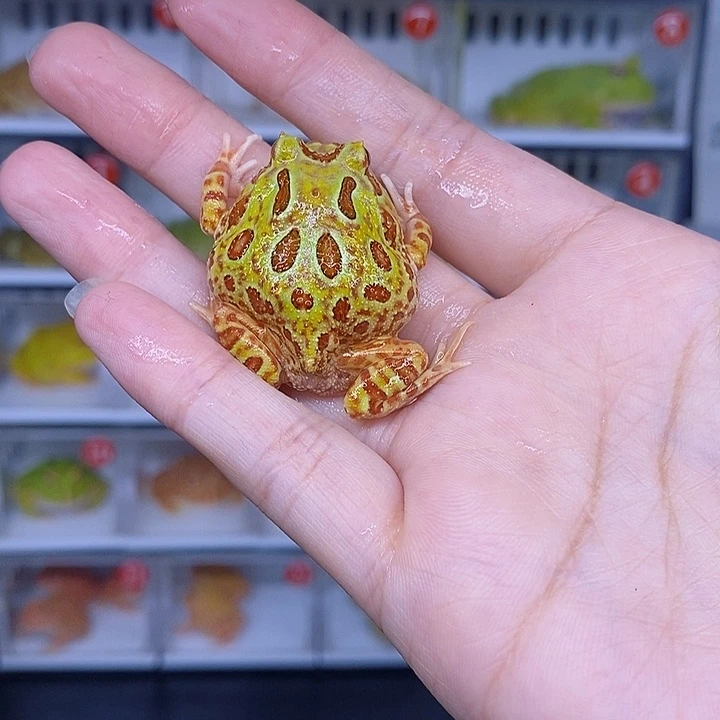 特价秒杀活动原色