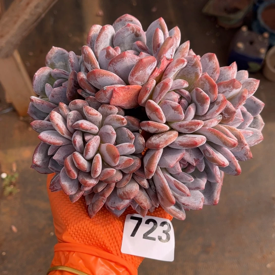 小***小723号新疆西藏内蒙古不包邮