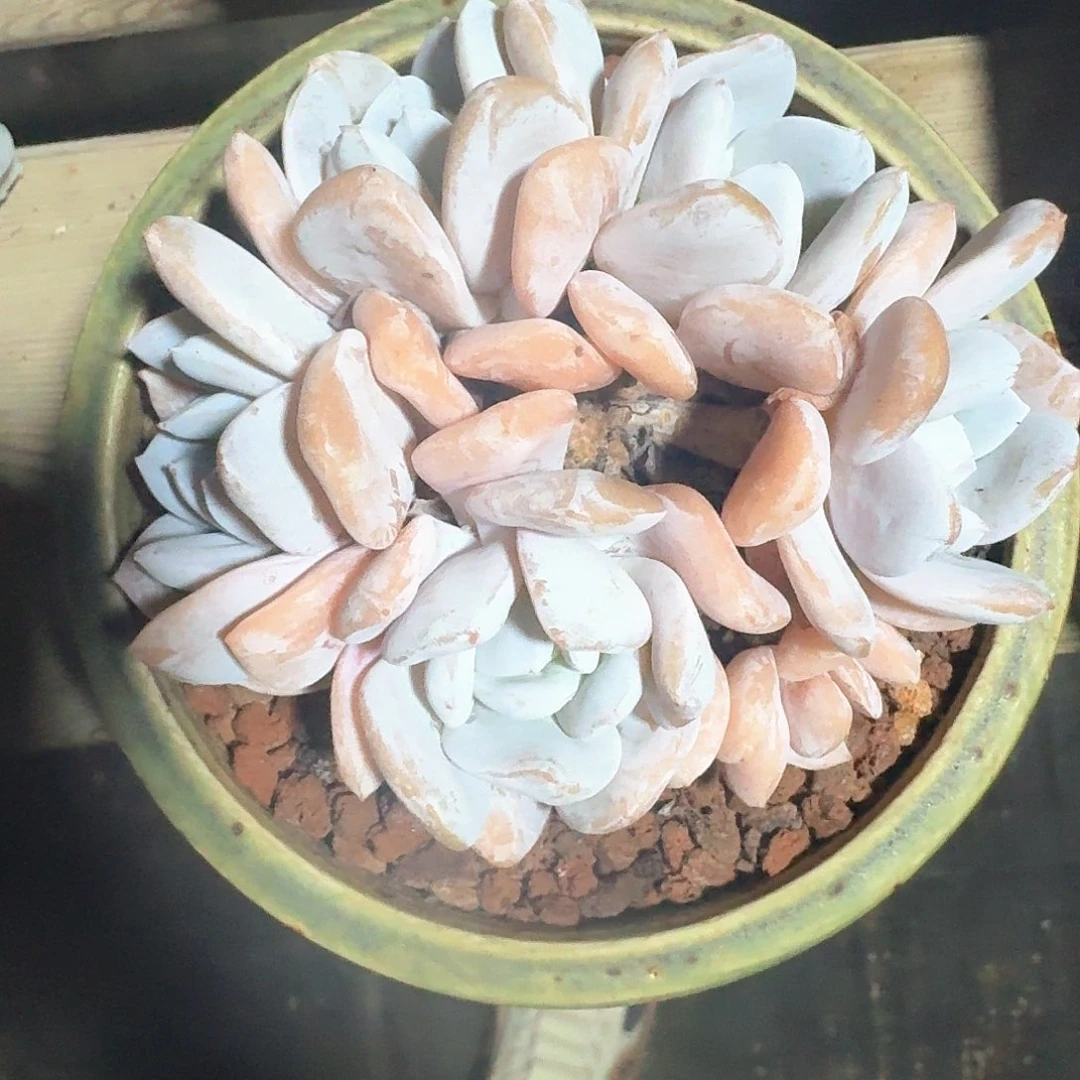 一物一拍（雪特老桩）