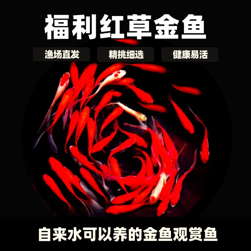福利35条草金鱼好养耐活金鱼观赏鱼冷水鱼可混养热带鱼