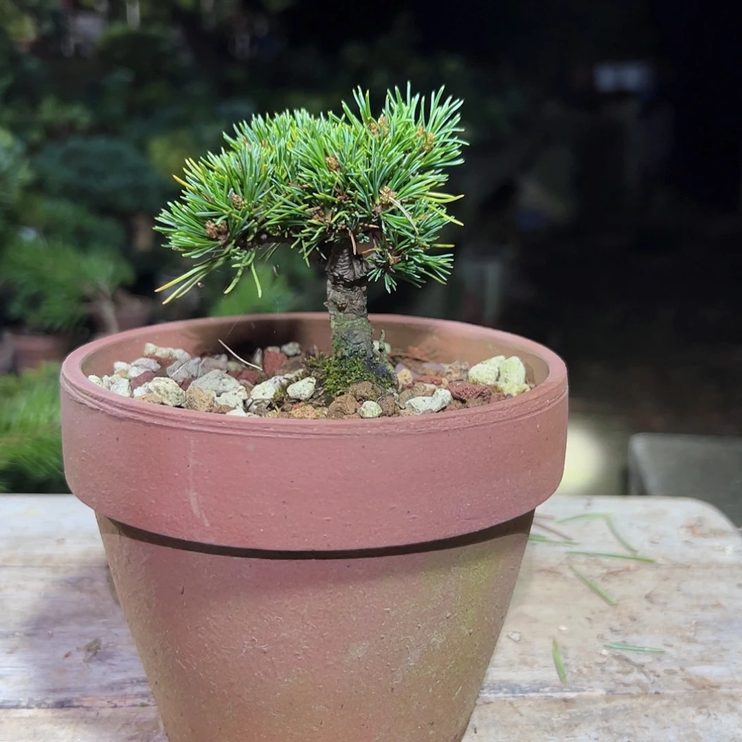 无花朵健健康康快快乐乐