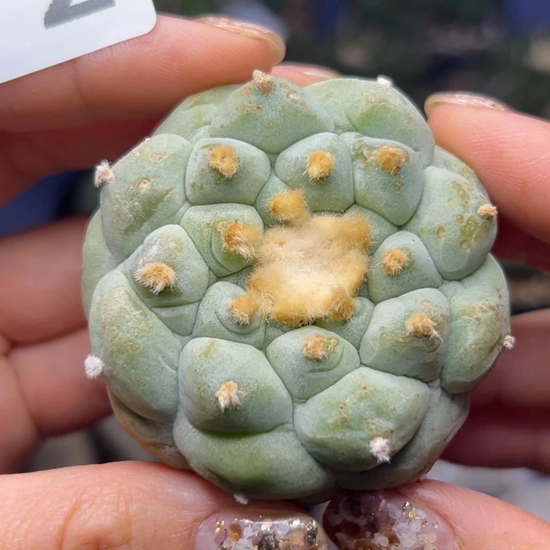 872 有根 仙人球的世界里