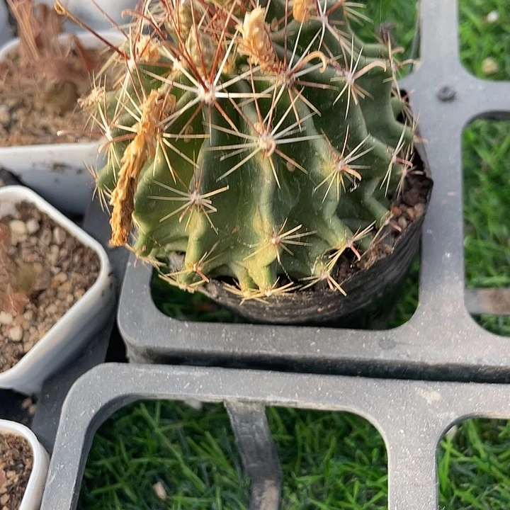 黄花龙王满25包邮