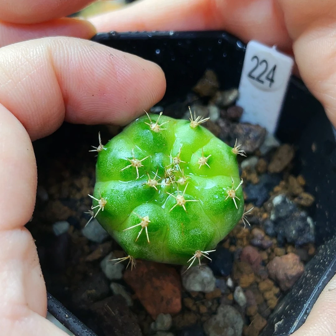 绿泡泡非偏远地区满25包邮仙人球裸根