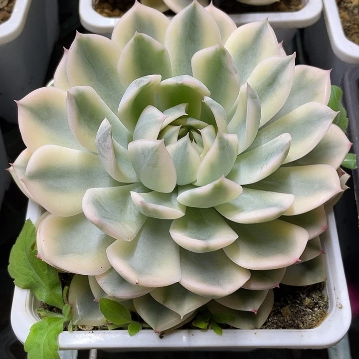 月亮仙子锦一物一拍