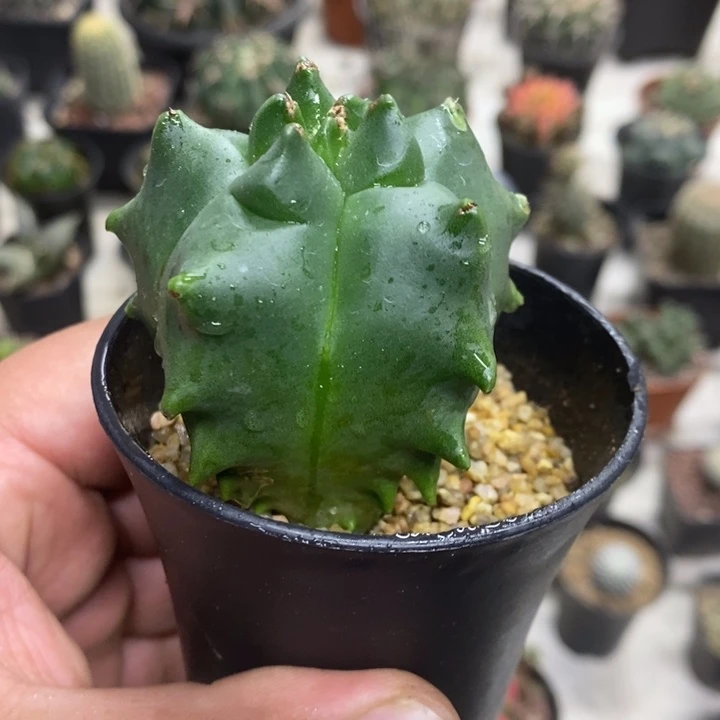 实生龟甲特价福利2