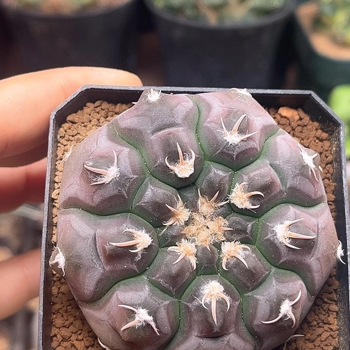 龟甲铅皮实生球一颗6.5cm