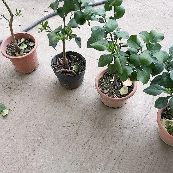 星*哥1244555555555