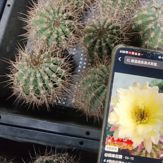 仙人球毛花柱杜兰戈侧芽