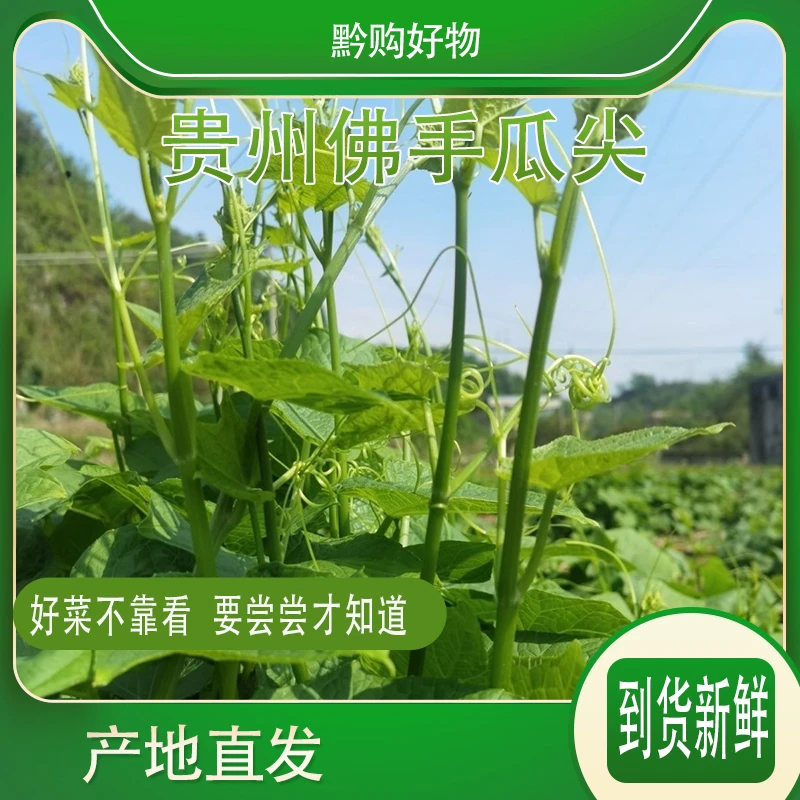 （送货上门）生鲜专线发货佛手瓜尖新鲜龙须菜产地直发农家自种