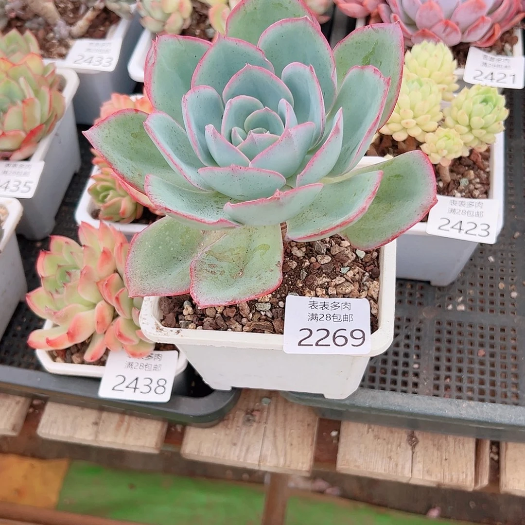 秋***奕多肉一物一拍植物2269