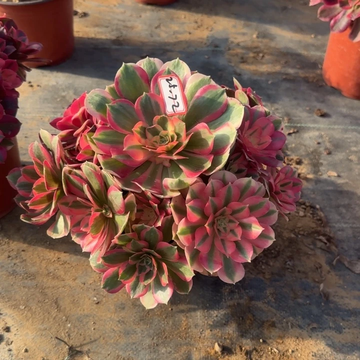 25-72女郎多肉不包售后