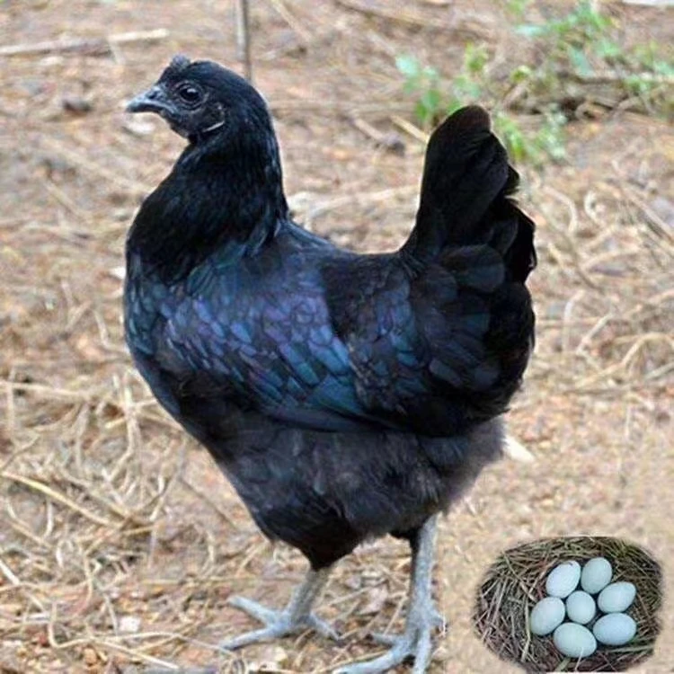 黑凤鸡宠物五黑鸡乌骨鸡绿壳蛋鸡1.3斤发货
