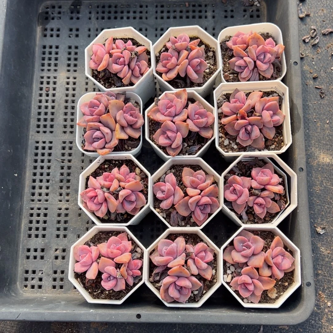 ****好彩虹糖12颗量拍多肉满20元包邮