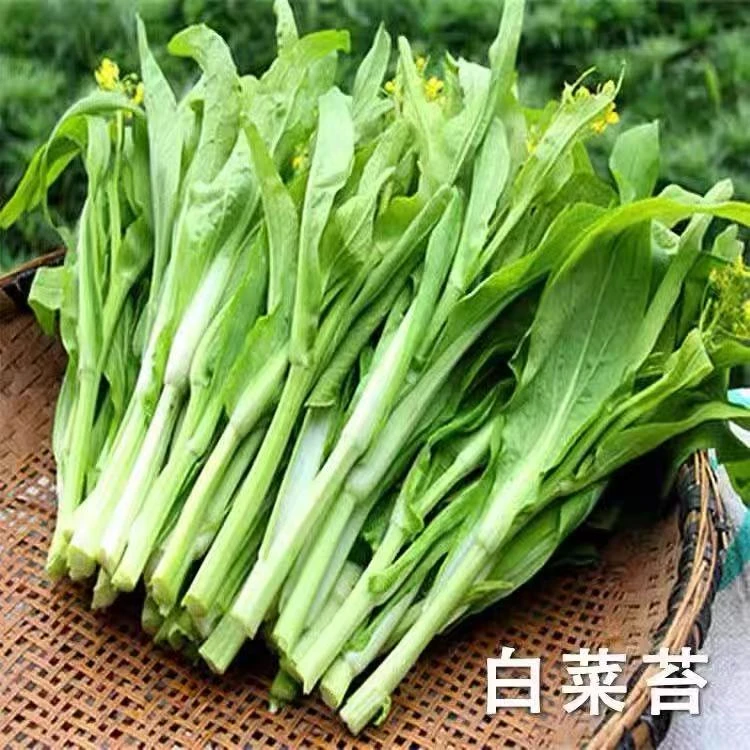 【芊妹专属】贵州新鲜白菜苔青菜苔腌菜酸菜冲菜凉拌菜现摘白菜苔