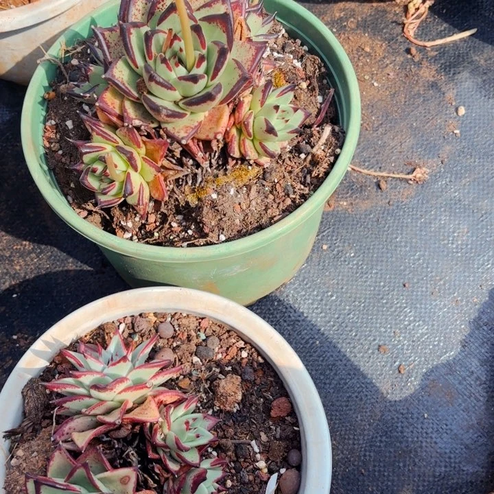 两颗乌木20