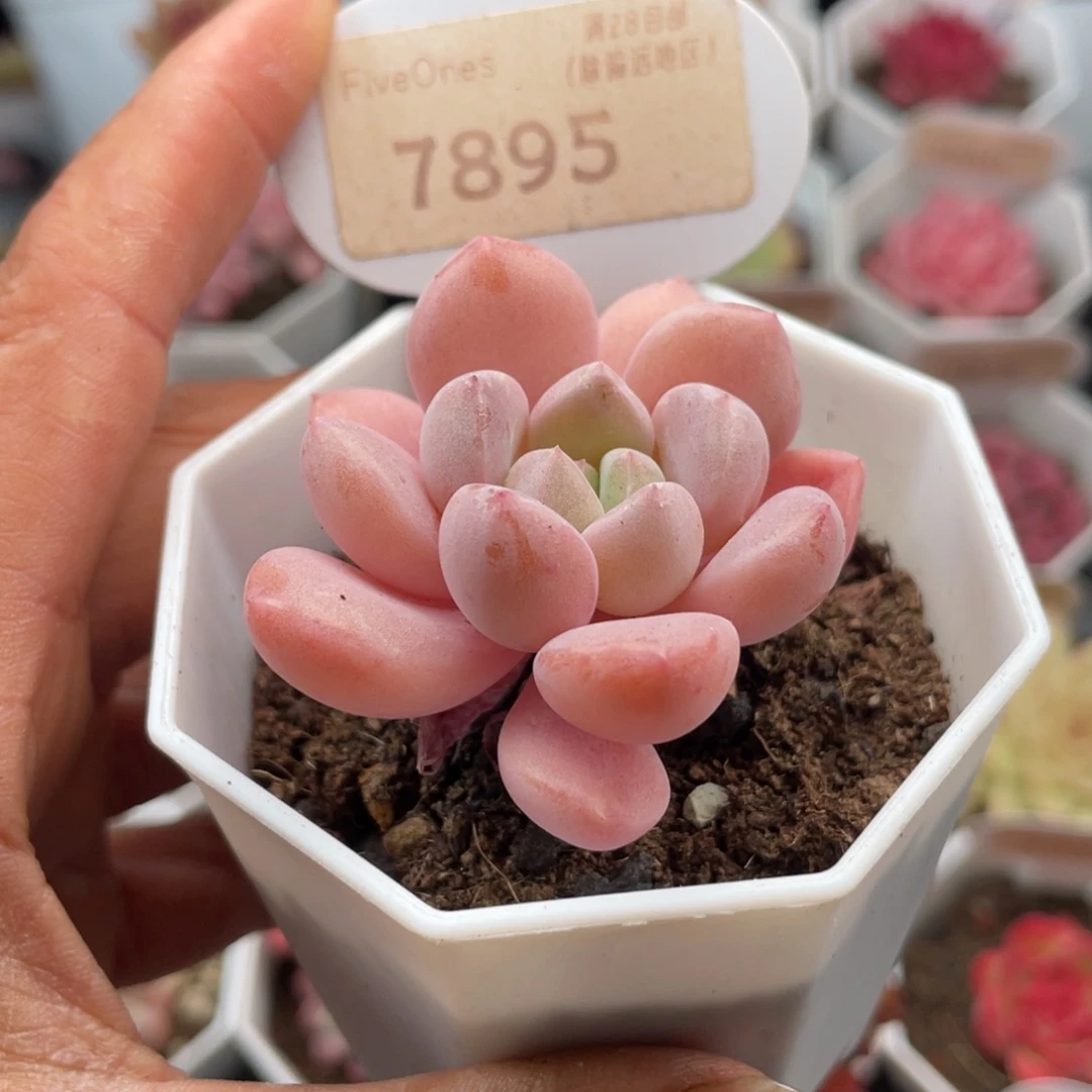 白鹭7895-5.0厘米