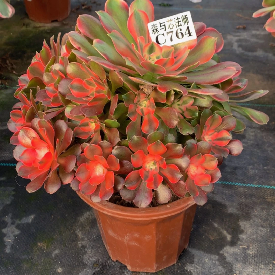 【闪购商品】764香妃