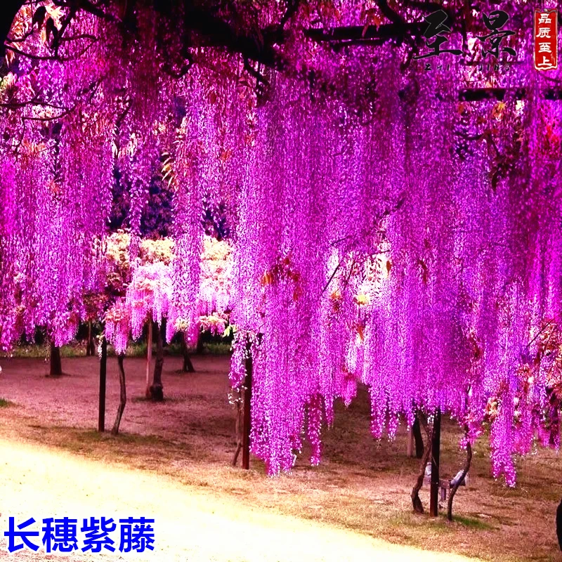紫藤花树苗丰花日本长穗紫藤萝阳台盆栽花卉庭院爬藤植物当年开花
