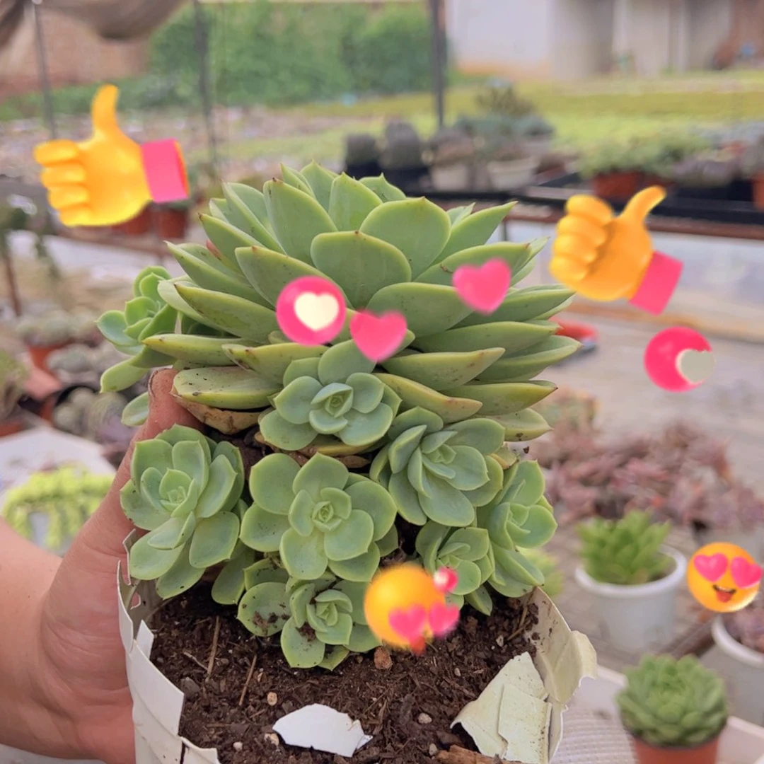 哈密瓜大单头带仔，160杯