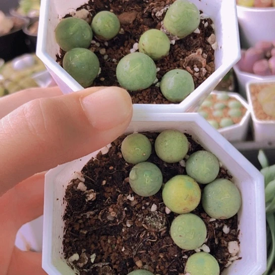 无花朵1401，鸽子蛋已服盆1.2厘米左右