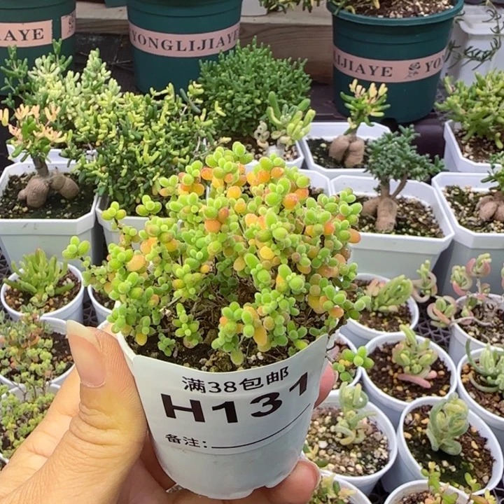 多肉植物枝干蜜桔