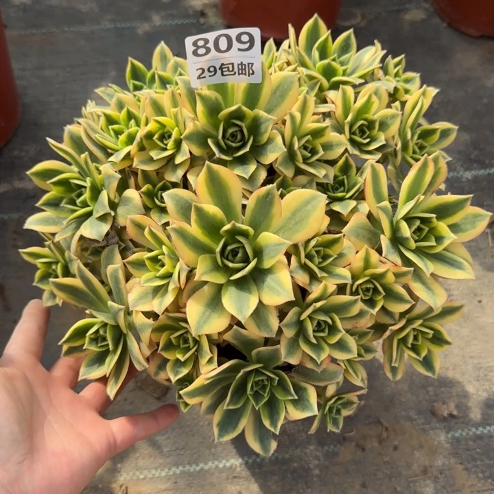 星爆……多肉植物……