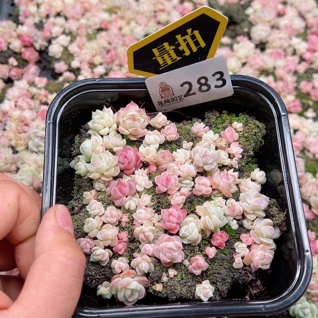 多肉植物多肉植物