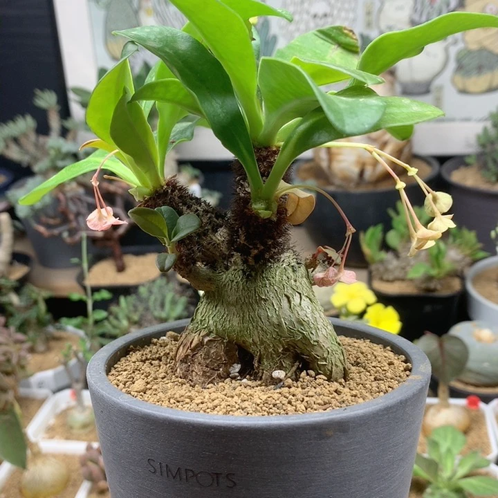 大象鼻大戟母本带盆