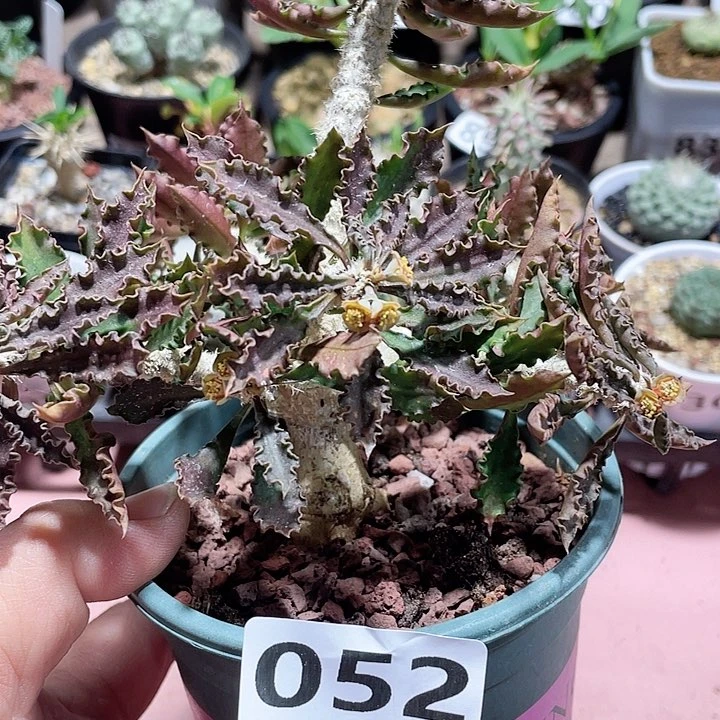 852实生皱叶麒麟块根