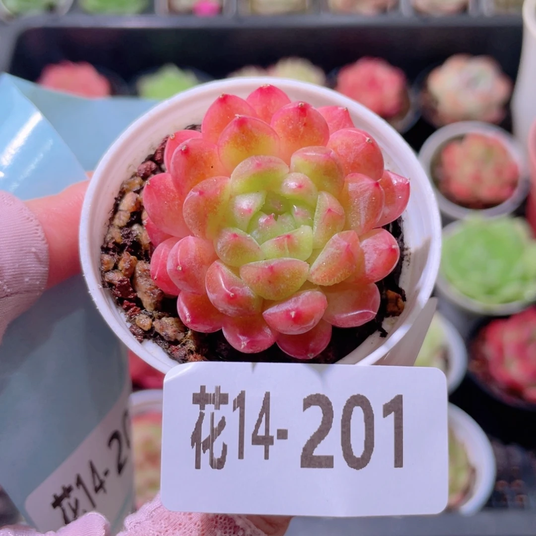 花利美14-201新品