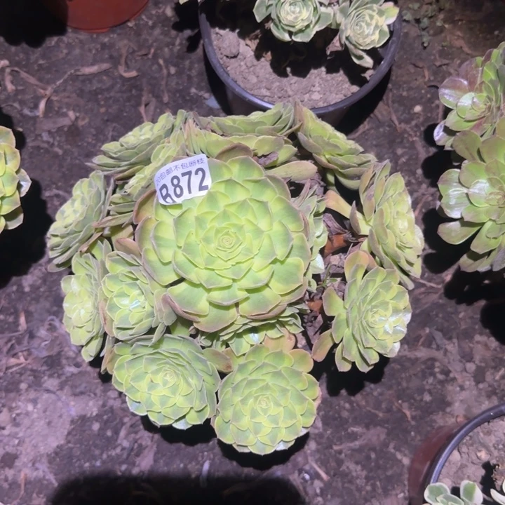 雨何……………………多肉植物